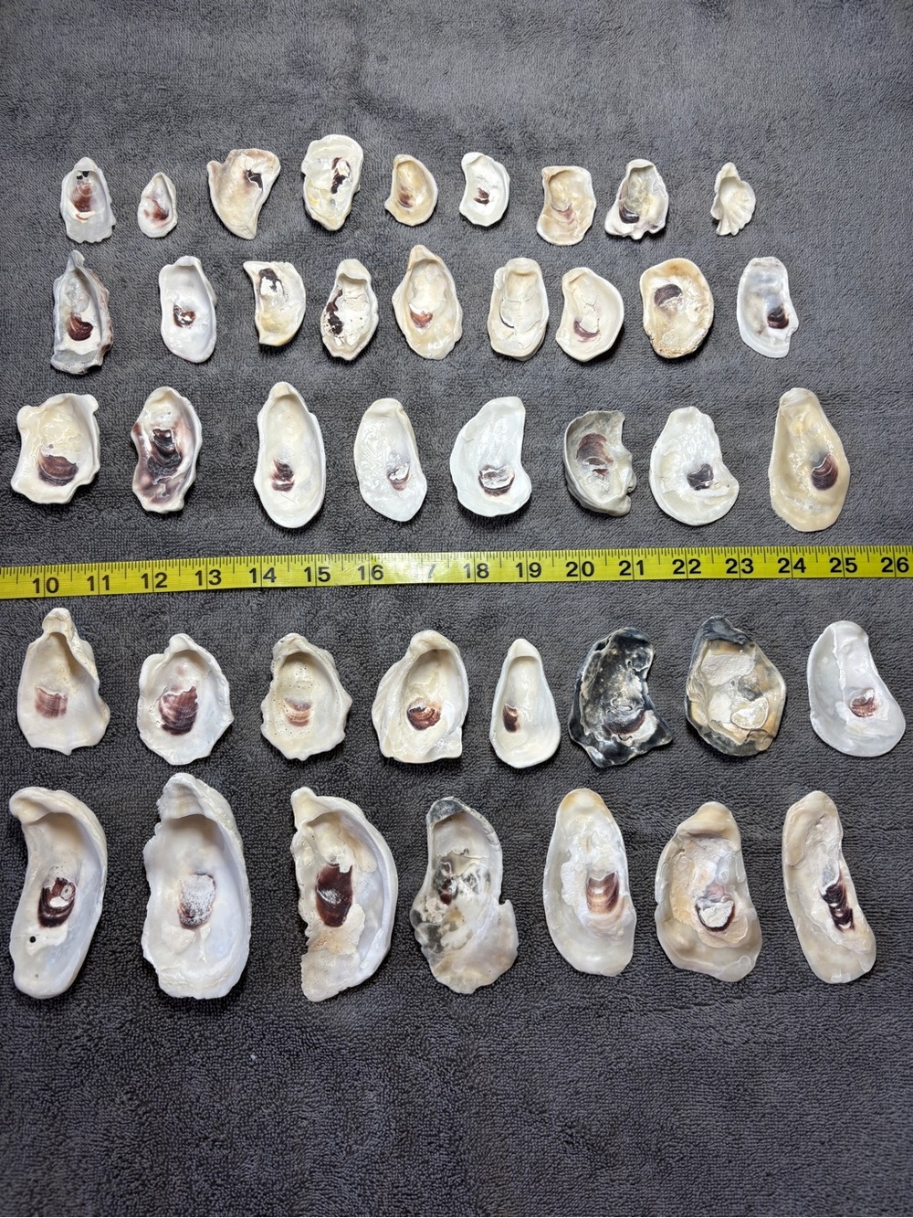 40 Natural Oyster Shells from Sanibel Island & Bonita Spring Beaches. Crafters!!